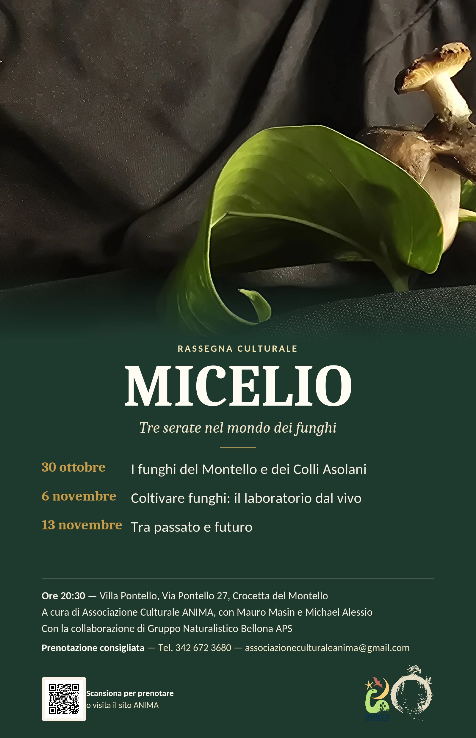 Micelio